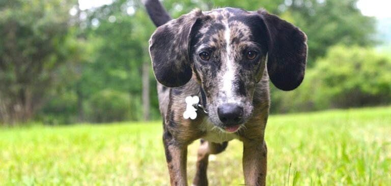 NJ Fix My Dog
