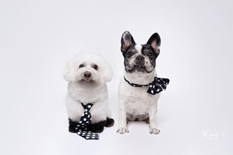 Olive & Company Pet Spa and Retreat