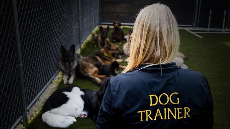 Paw & Order Dog Training Pittsburgh
