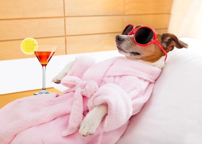 Paw Paradise Spa and Boarding