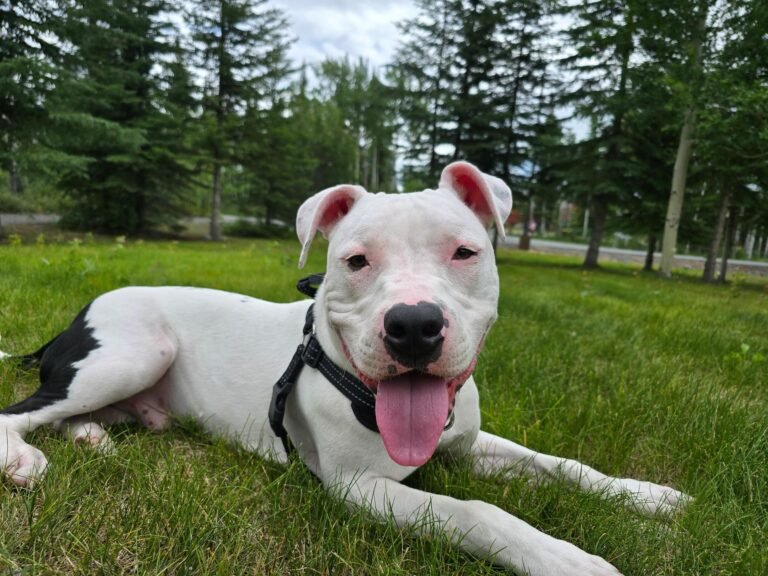 Pawfit AK LLC