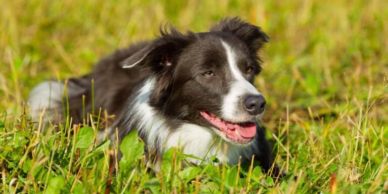 Paws Pet Care – Louisville, Kentucky
