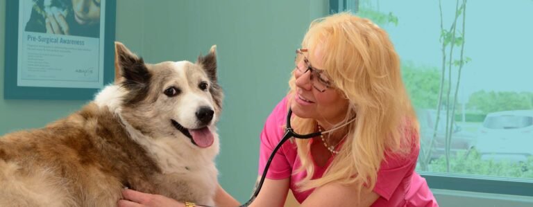 Perky Paws Pet Hospital