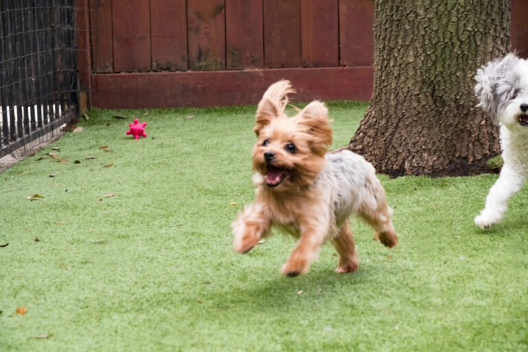 Pet Spa & Retreat