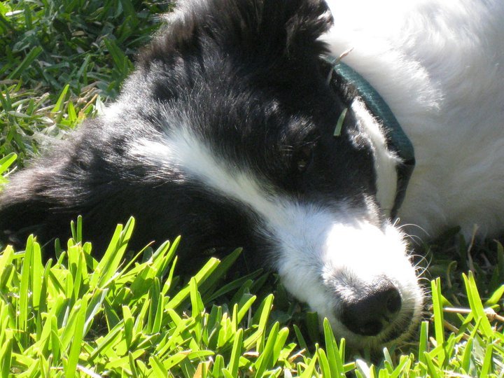 Premier Scottsdale Pet Care