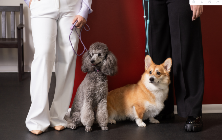 Revival Dog Training – West University