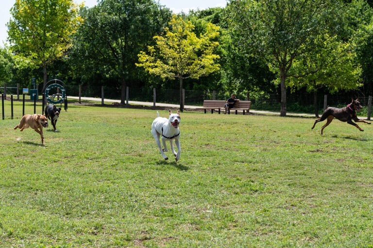 Round Rock Dog Depot