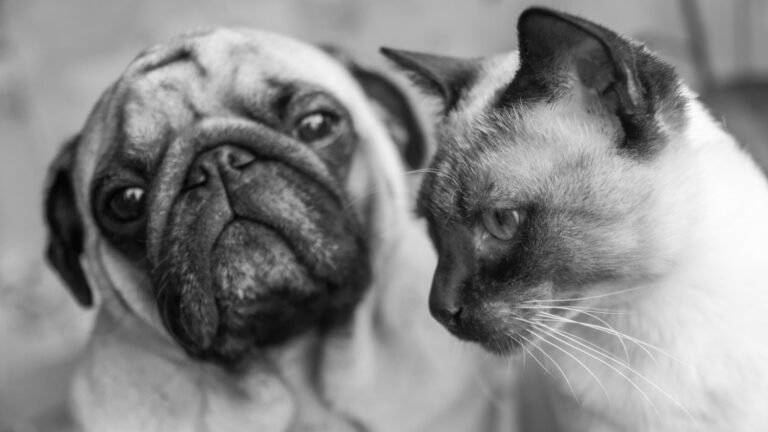 The Pet Concierge
