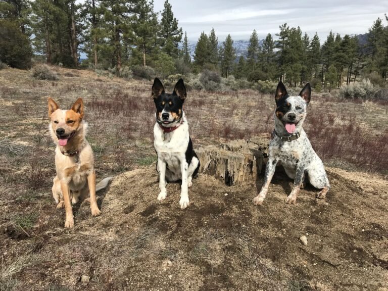 Treasure Valley Dog Training