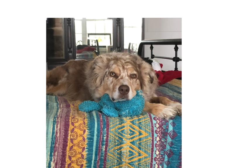 Whistler Ranch Bed and Biscuit