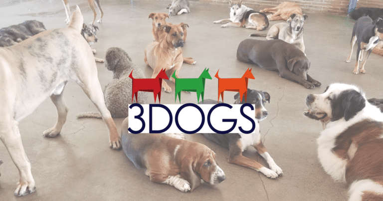 3 Dogs Boarding and Daycare