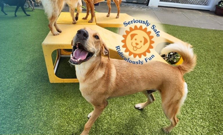 4 Paws Pet Resort
