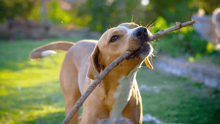 4 Paws Veterinary Care PLLC