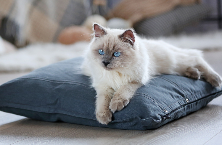 A Cat Clinic