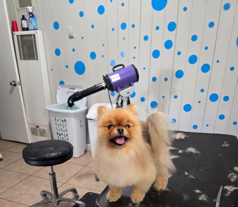 A Pups Dream Dog Grooming LLC