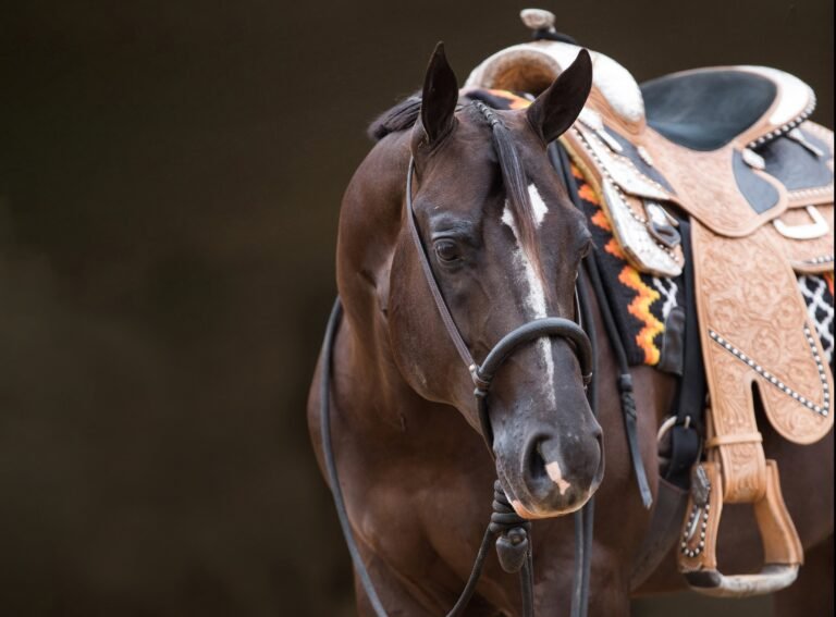 Abraham’s Equine Clinic
