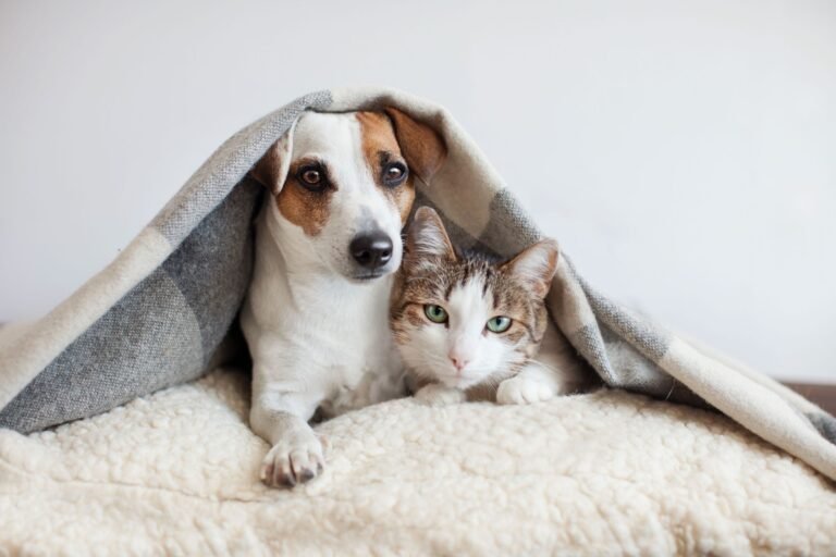 Affordable Veterinary Care