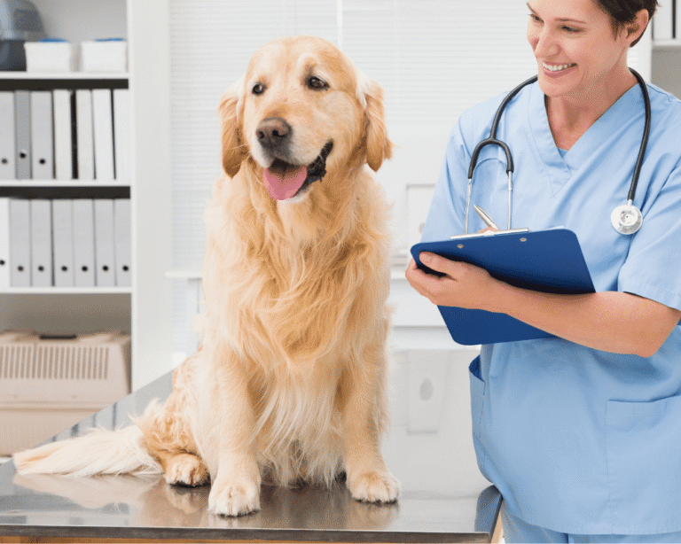 Aidmore Animal Clinic