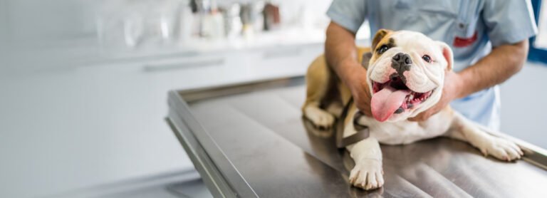 Airline Animal Health and Surgery Center LLC