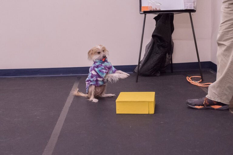 Alaska Dog Sports LLC