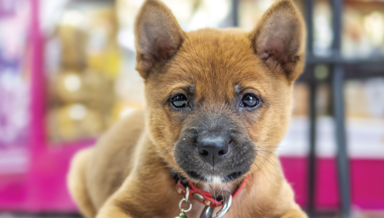 Alaska Veterinary Clinic