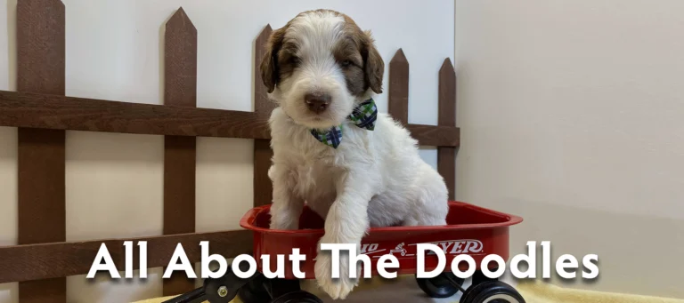 All About The Doodles