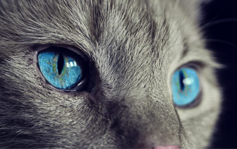 All Cats HealthCare Clinic