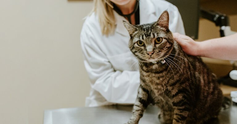 All City Pet Care West
