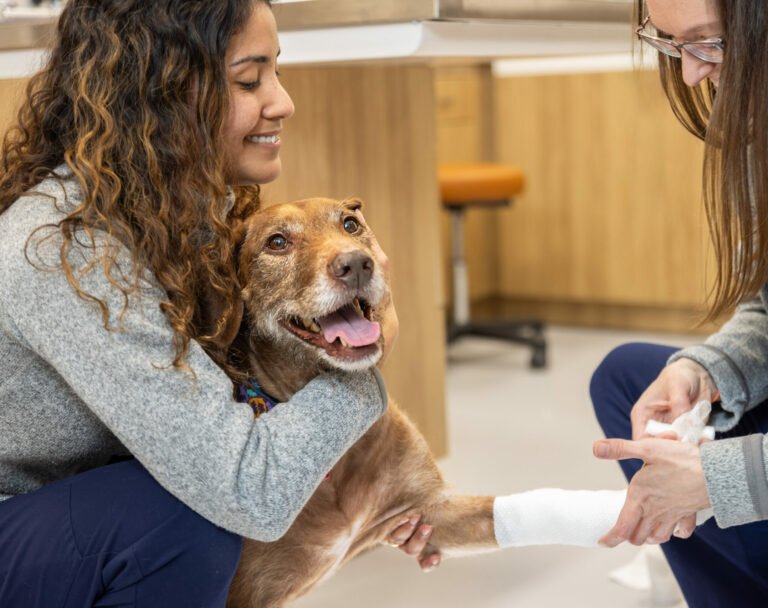 All Ears Veterinary