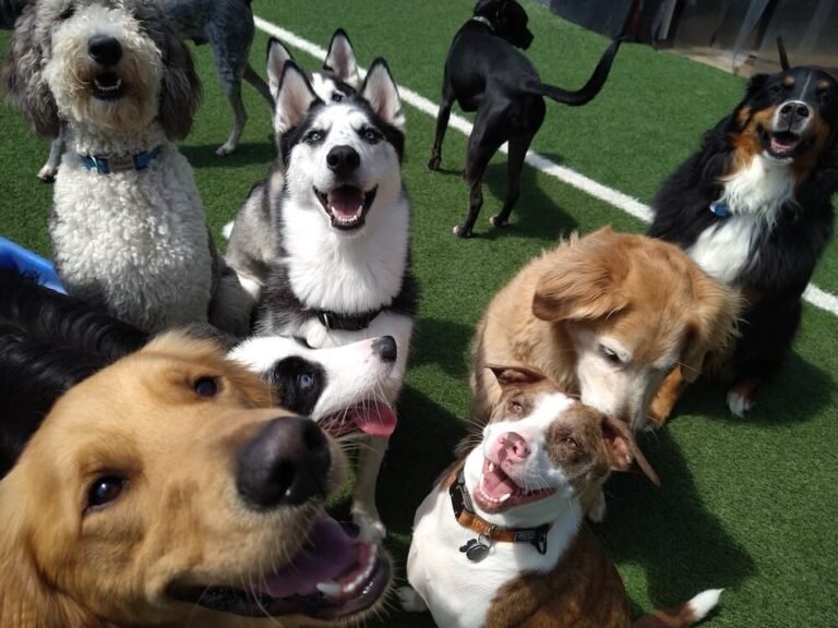 All Paws Retreat