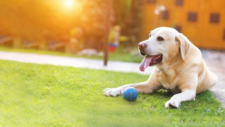Allegheny Veterinary Associates