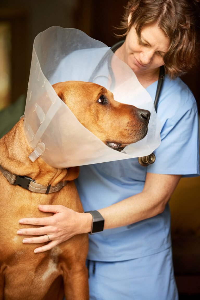 Ally Urgent Veterinary Care