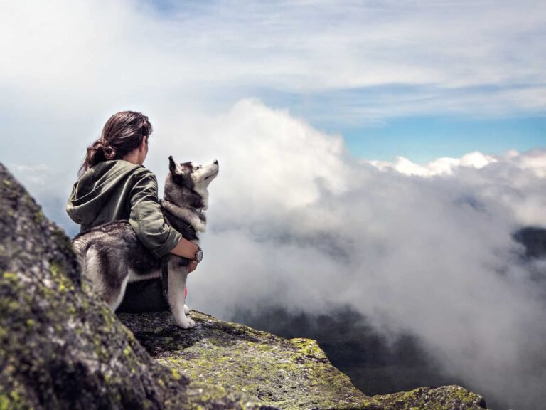 Alpha Instincts Dog Training