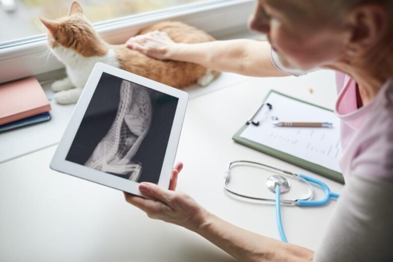 American Veterinary Services