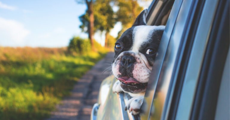 Anaheim Hills Pet Clinic