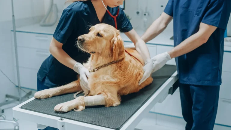 Animal Care Center of Forest Park