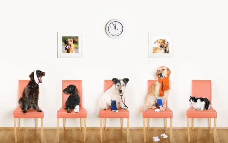 Animal Care Clinic of Rural Hall