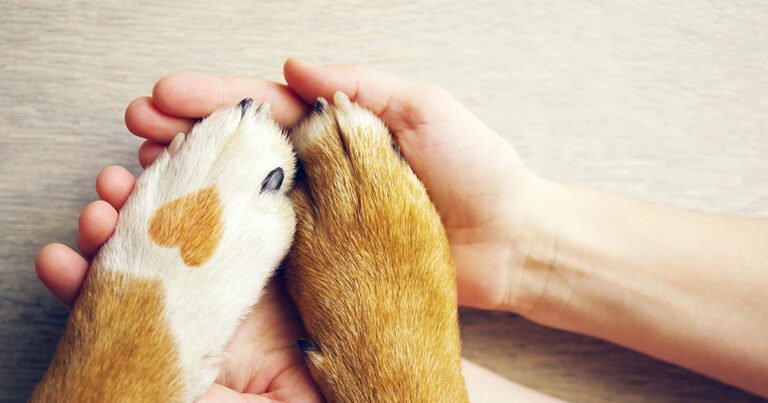 Animal Emergency Clinic