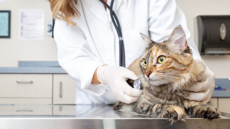 Animal Family Veterinary Care Center