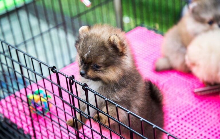 Animal House Kennel