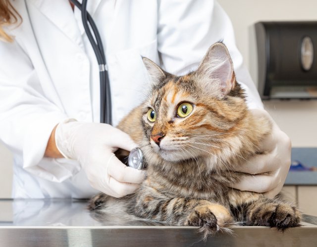 Animal House Veterinary Clinic