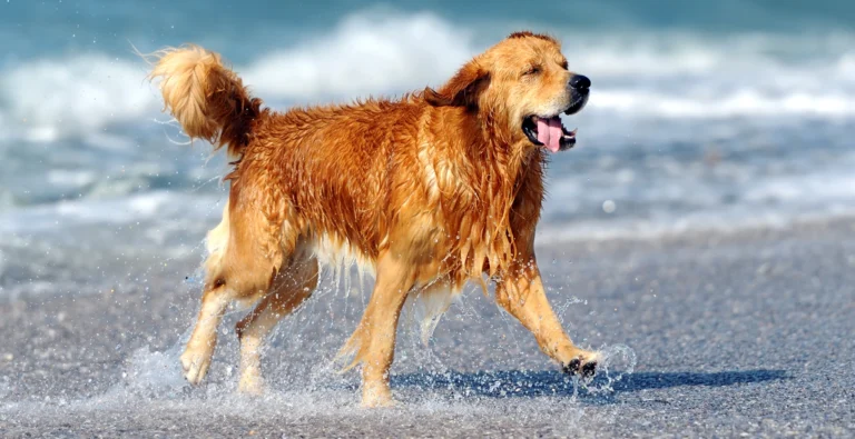 Animal Medical Clinic of Gulf Gate
