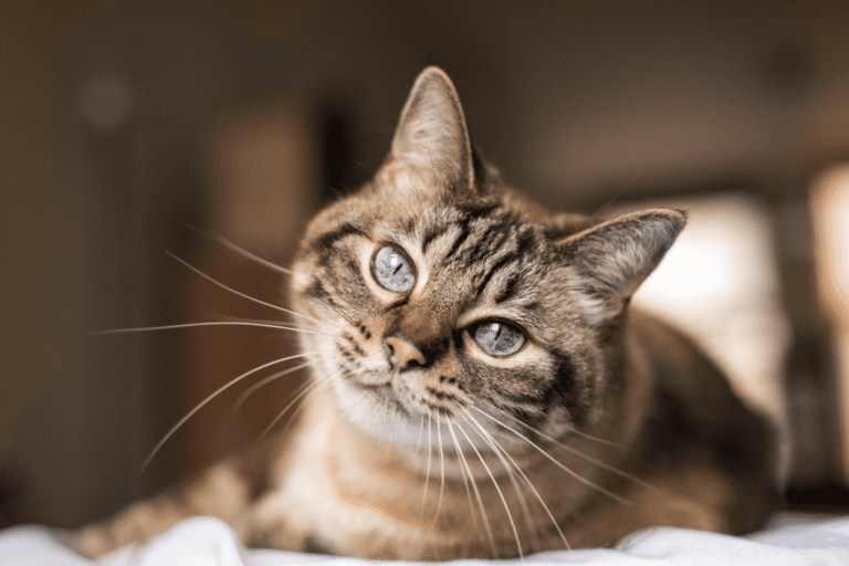 Animal Works – Veterinary Surgery
