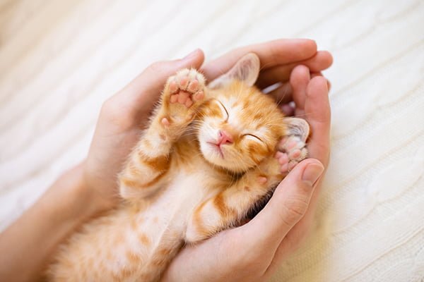 Ann Arbor Cat Clinic