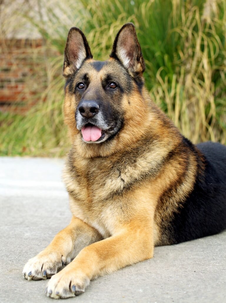 Appleridge German Shepherds