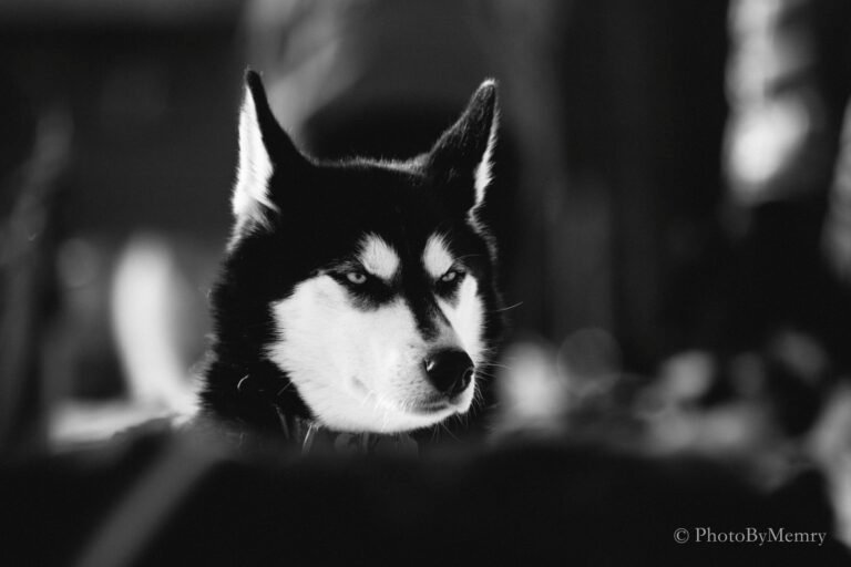 Arctic Dog Adventure Co.