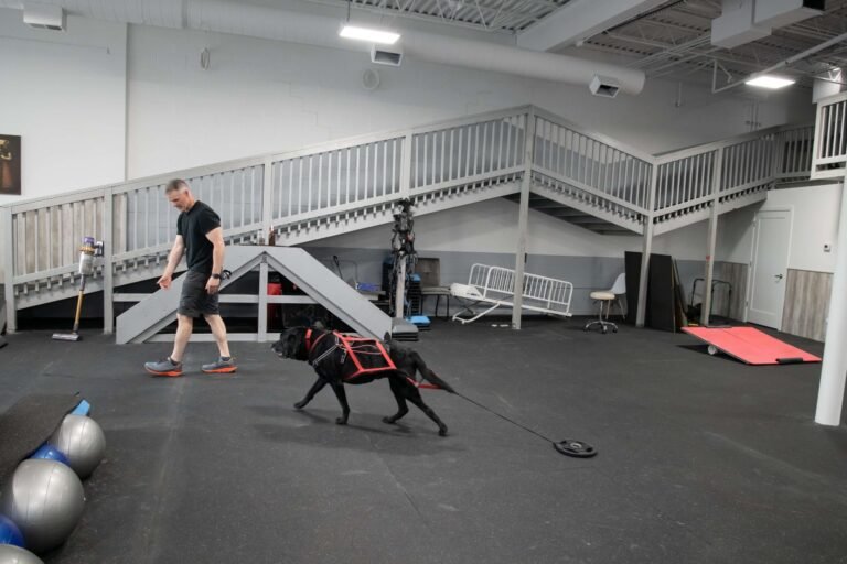 Arfit Dog Rehab / Fitness / Canine Rehabilitation