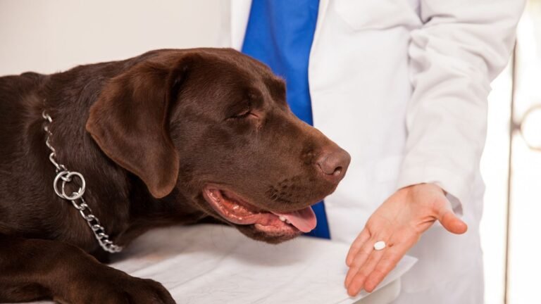 Arkansas Veterinary Clinic