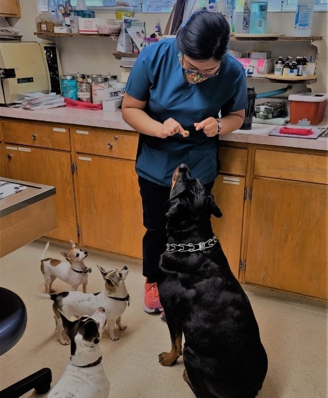 Arroyo Animal Clinic