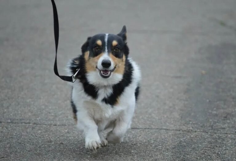 Athens Dog Training